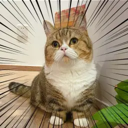 小猫道长